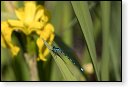 libellen libel insect insecten juffers juffer odonata anisoptera zygoptera waterjuffers fauna waterjuffer larve